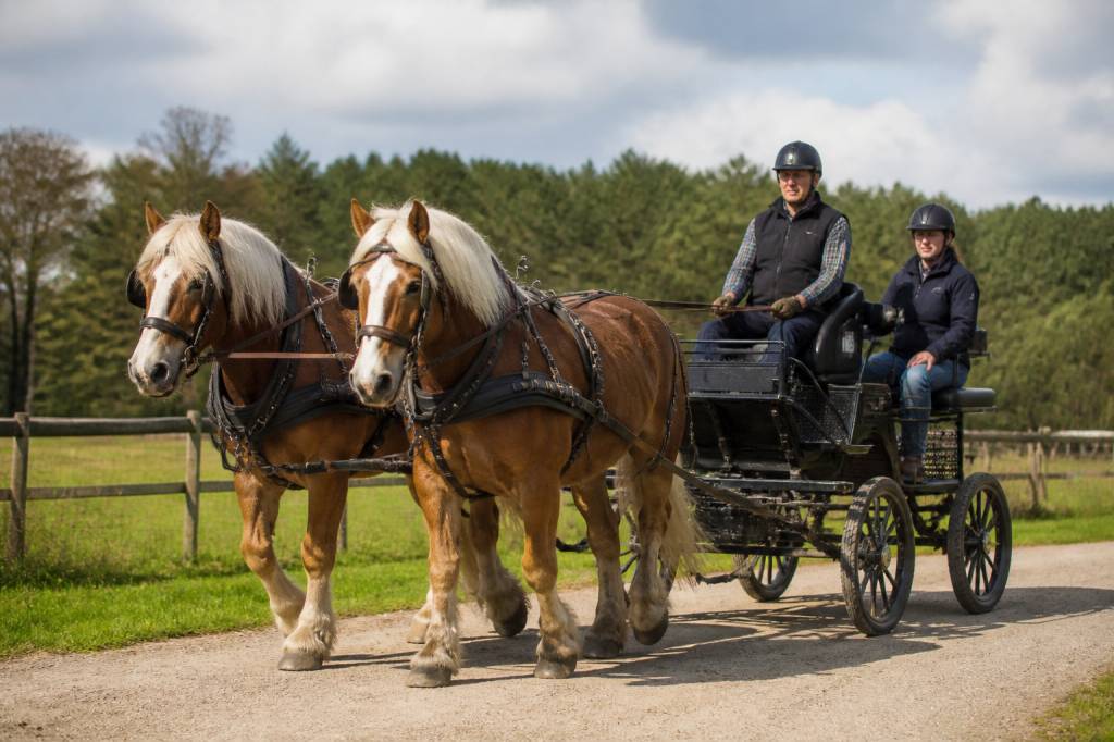 Attelage de chevaux de trait : guide pratique pour débuter en toute sécurité