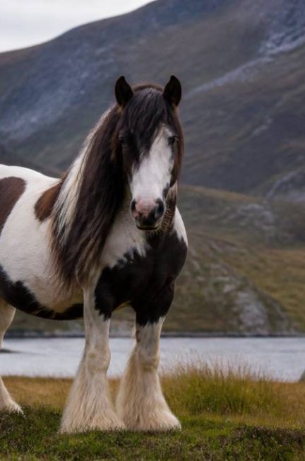 Cheval ecossais : races, caractéristiques et conseils pour bien le choisir