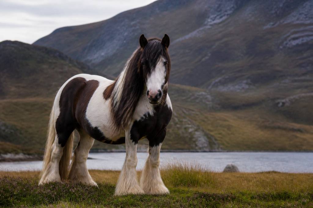 Cheval ecossais : races, caractéristiques et conseils pour bien le choisir