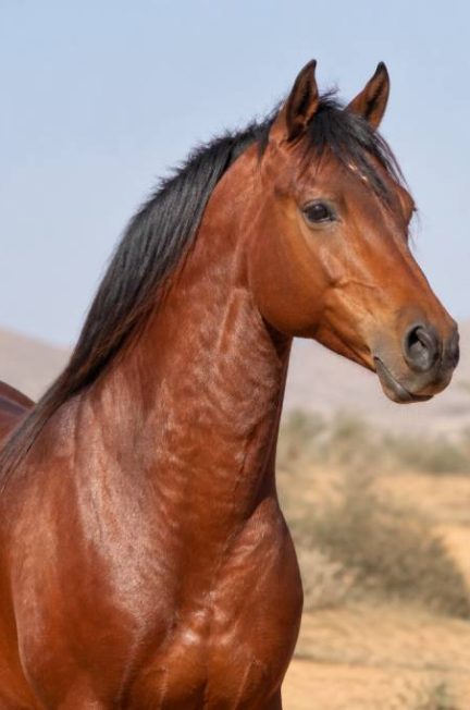 Chevaux marocains : races, caractéristiques et conseils pour bien les connaître