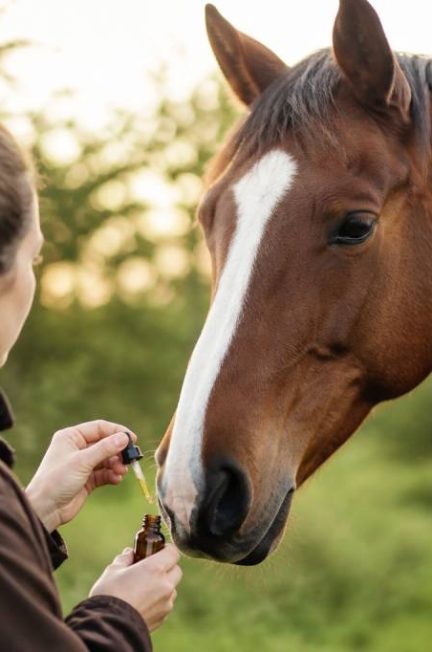 Cbd chevaux : bienfaits, usages et précautions pour le bien-être équin