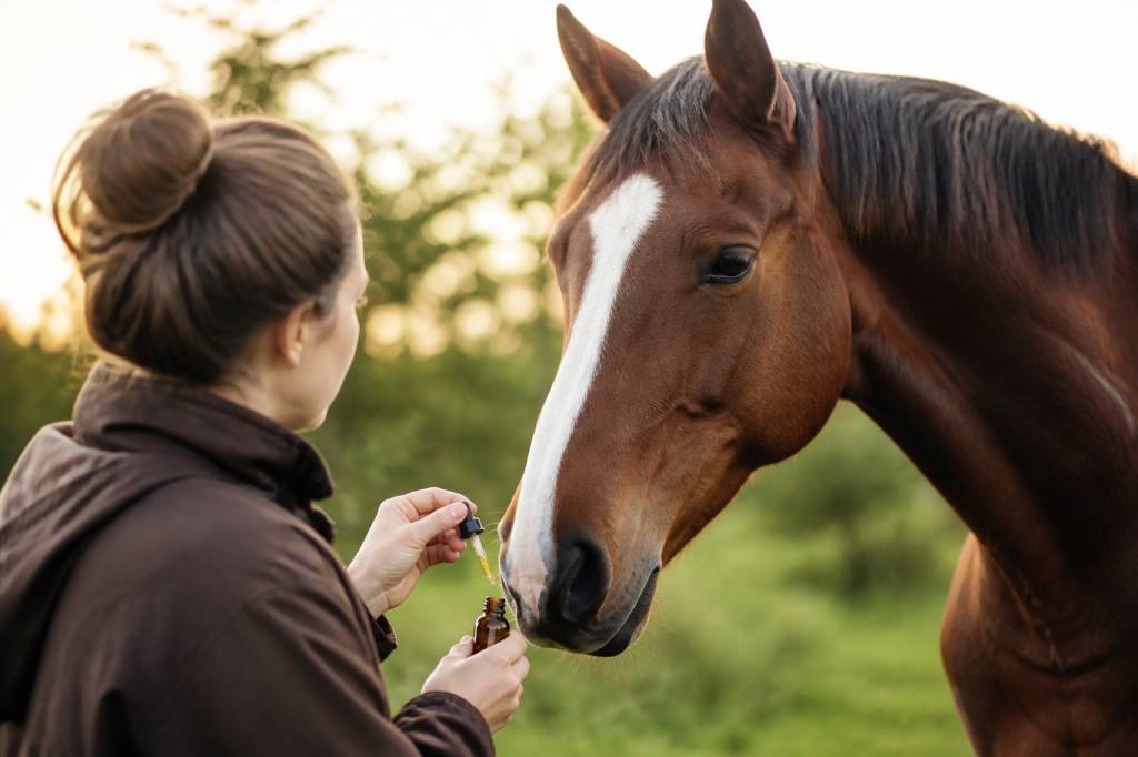 Cbd chevaux : bienfaits, usages et précautions pour le bien-être équin