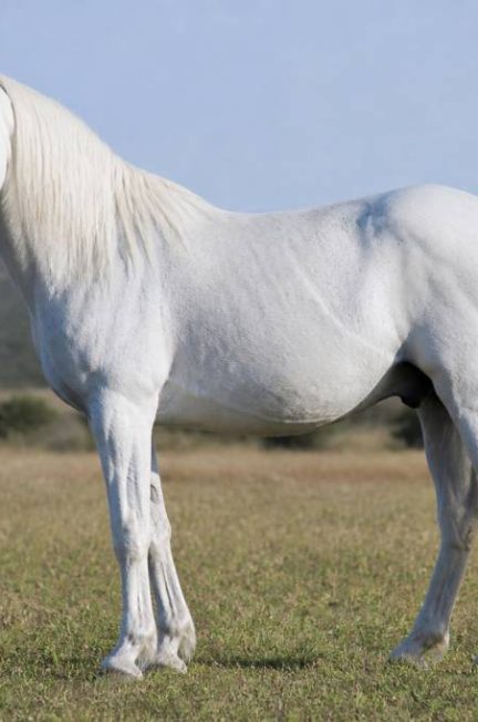 Race de cheval blanc : les principales races à connaître en équitation