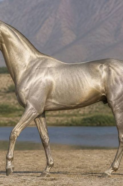 Akhal teke argent : caractéristiques, origine et prix