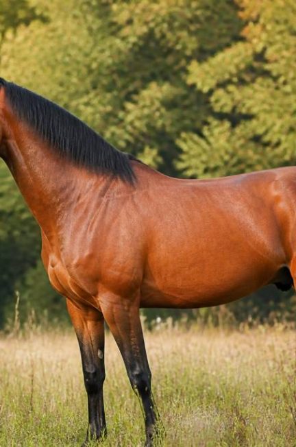 Chevaux allemand : races, caractéristiques et conseils pour bien les choisir