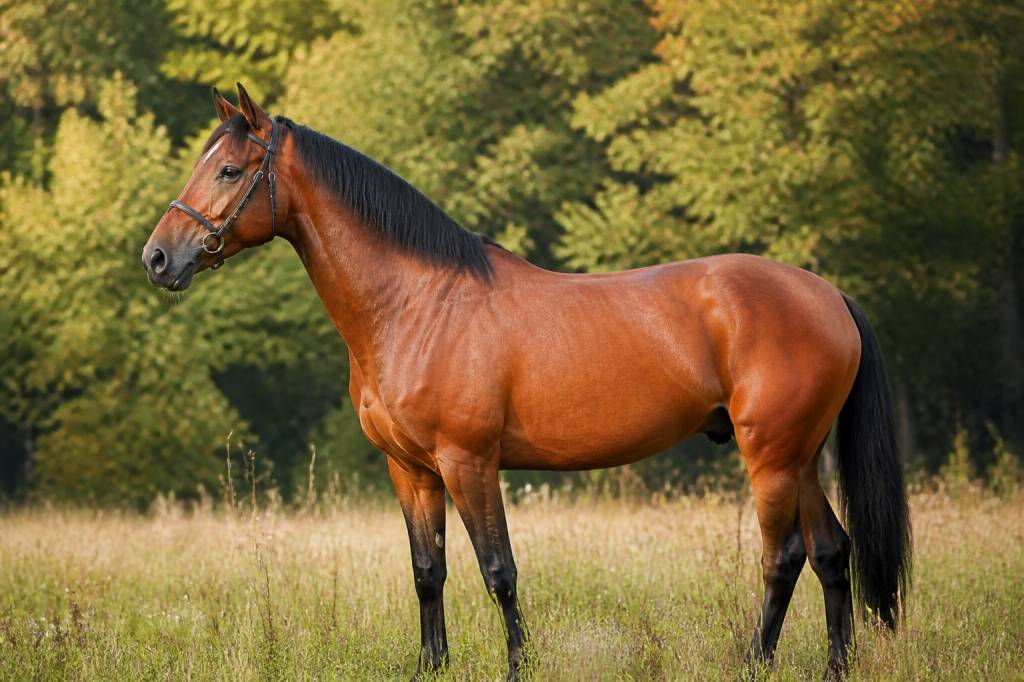 Chevaux allemand : races, caractéristiques et conseils pour bien les choisir