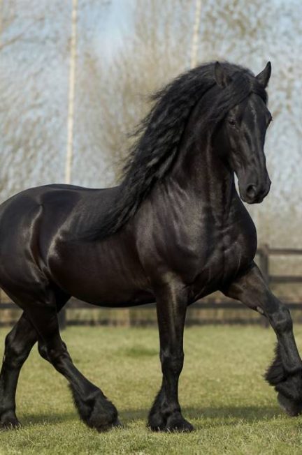 Frison taille : quelle hauteur moyenne pour cette race de cheval ?