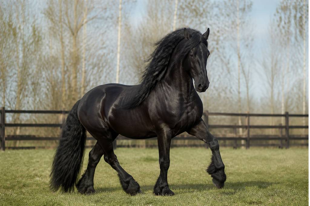 Frison taille : quelle hauteur moyenne pour cette race de cheval ?