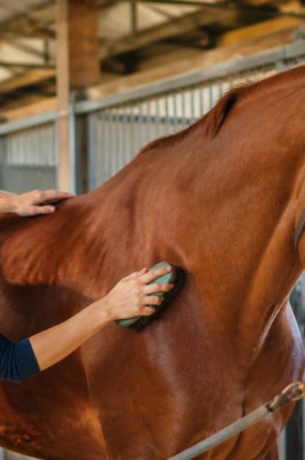 Pansage du cheval : les étapes essentielles pour un entretien réussi