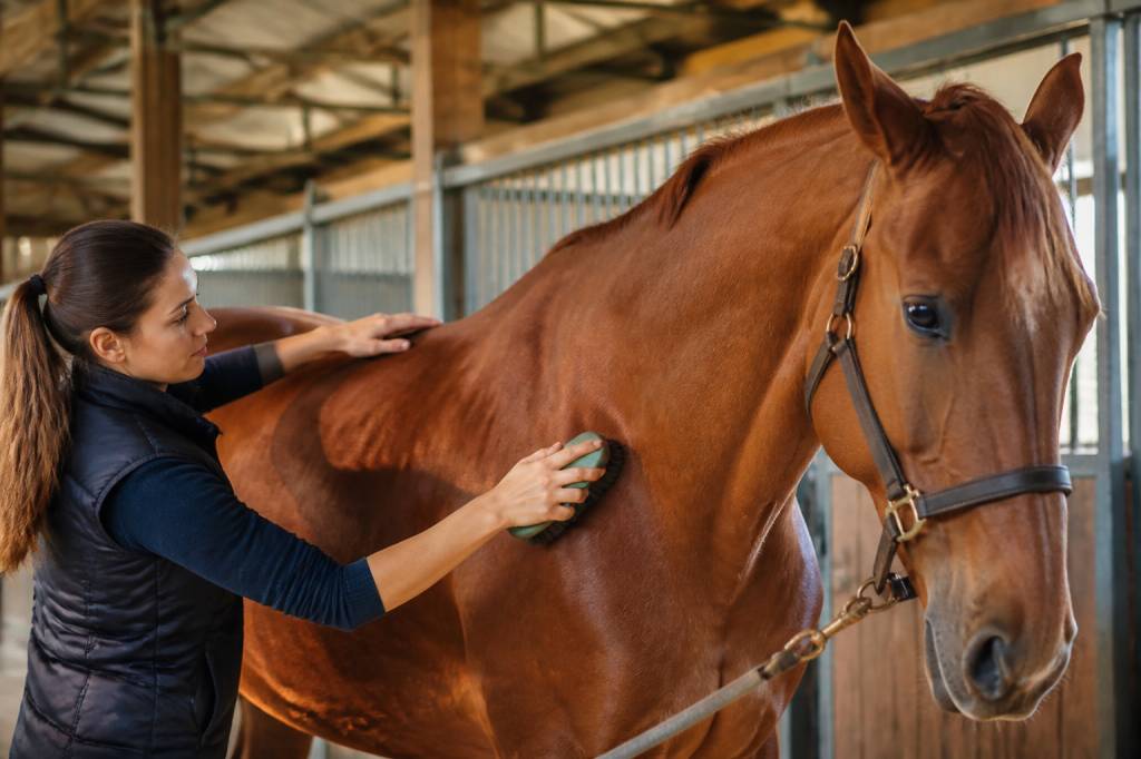 Pansage du cheval : les étapes essentielles pour un entretien réussi
