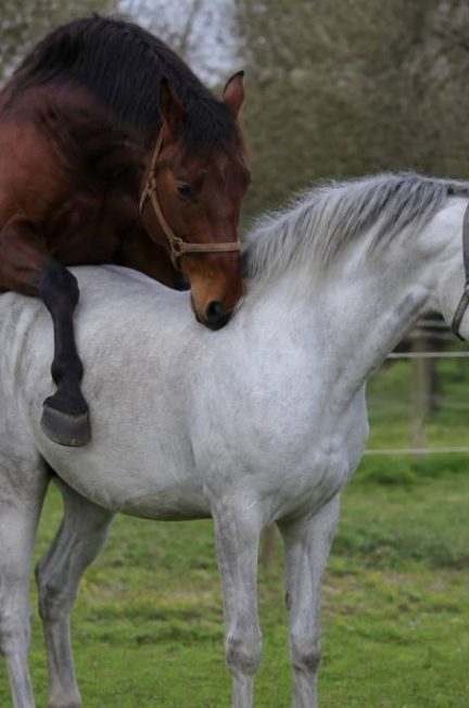 Cheval saillie une jument : étapes, conseils et précautions_久久爱