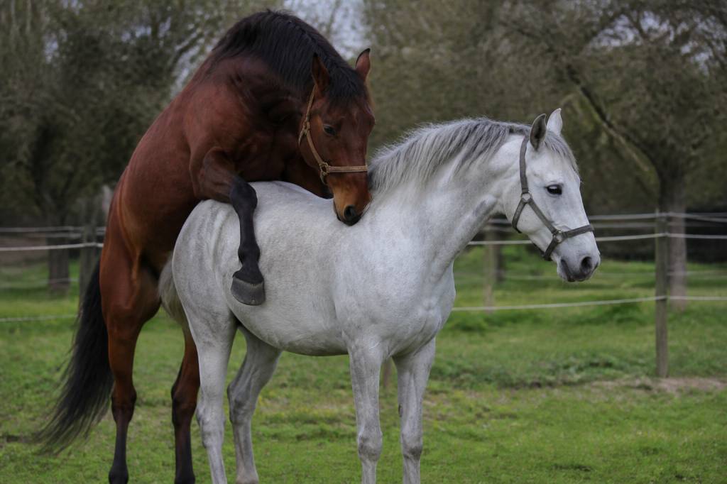 Cheval saillie une jument : étapes, conseils et précautions_久久爱