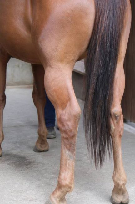 Cheval engorgement posterieur : causes, symptômes et solutions efficaces