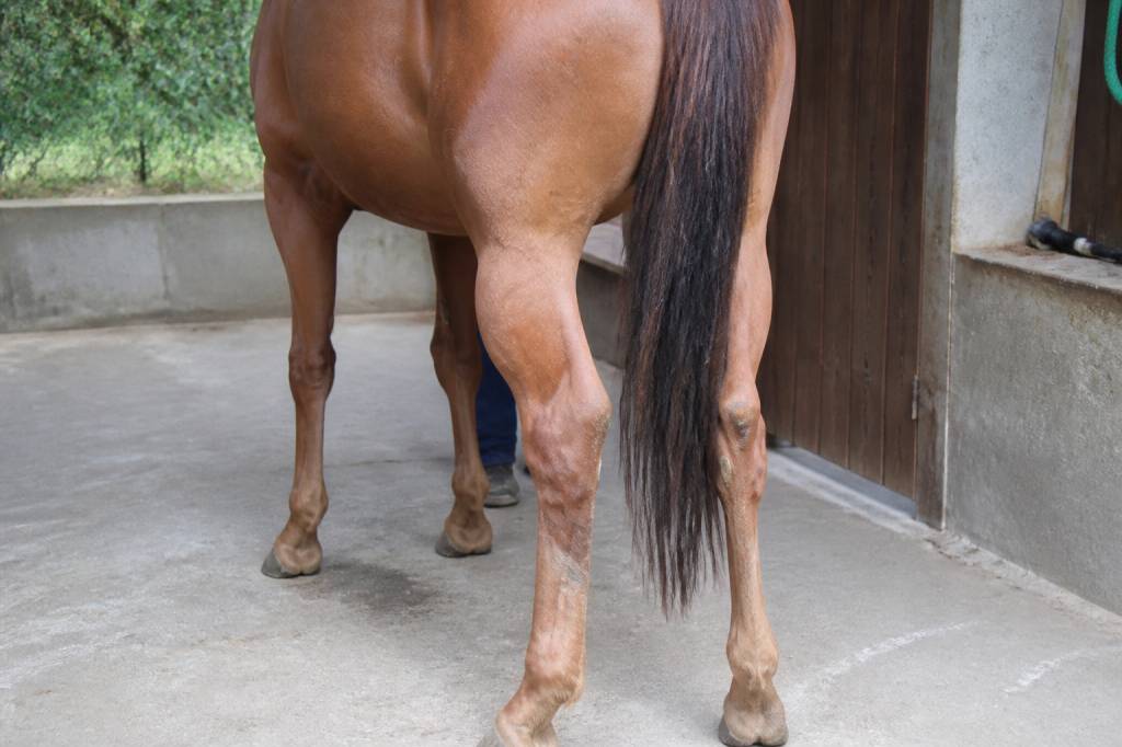 Cheval engorgement posterieur : causes, symptômes et solutions efficaces