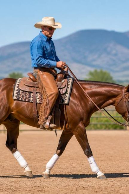 Cheval western race : quelles sont les principales races et leurs caractéristiques ?