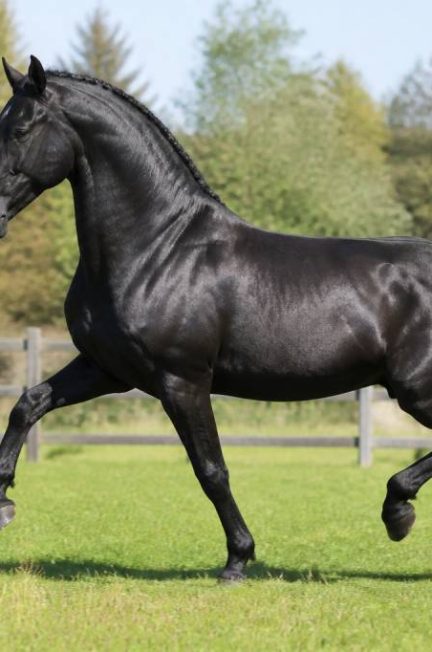 Cheval allemand race : caractéristiques, origines et principales lignées