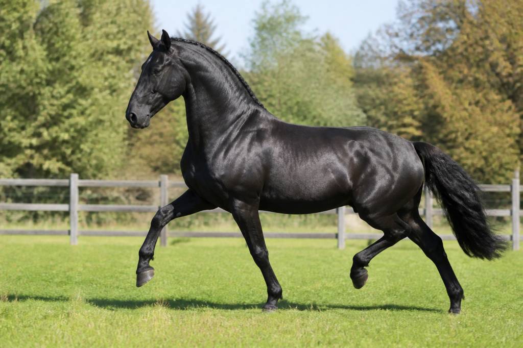 Cheval allemand race : caractéristiques, origines et principales lignées