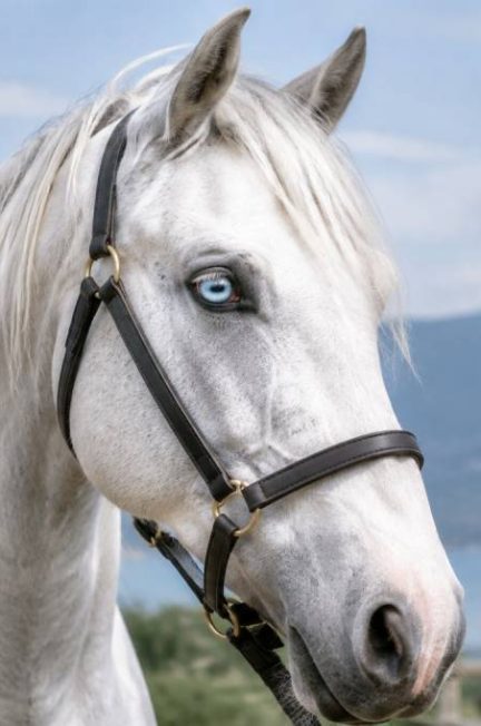 Chevaux yeux bleus : caractéristiques, races et conseils pour leur bien-être