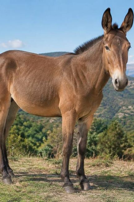 La mule animal hybride entre le cheval et l’âne : caractéristiques, origine et utilisation
