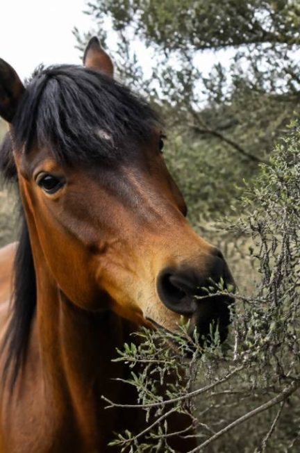 Chenille processionnaire chevaux : risques, symptômes et moyens de prévention
