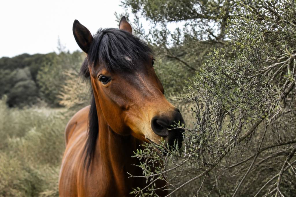 Chenille processionnaire chevaux : risques, symptômes et moyens de prévention