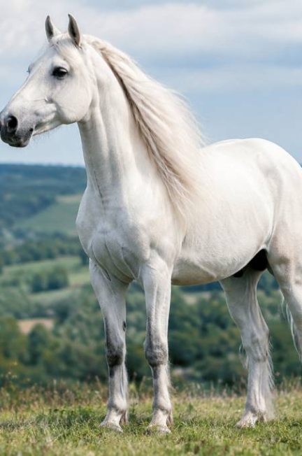 Race de chevaux blanc : les plus belles races à connaître