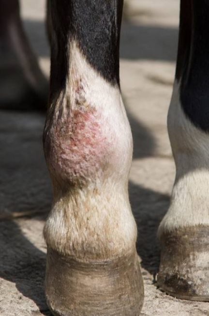 Éparvin chez le cheval : symptômes, causes et traitements efficaces