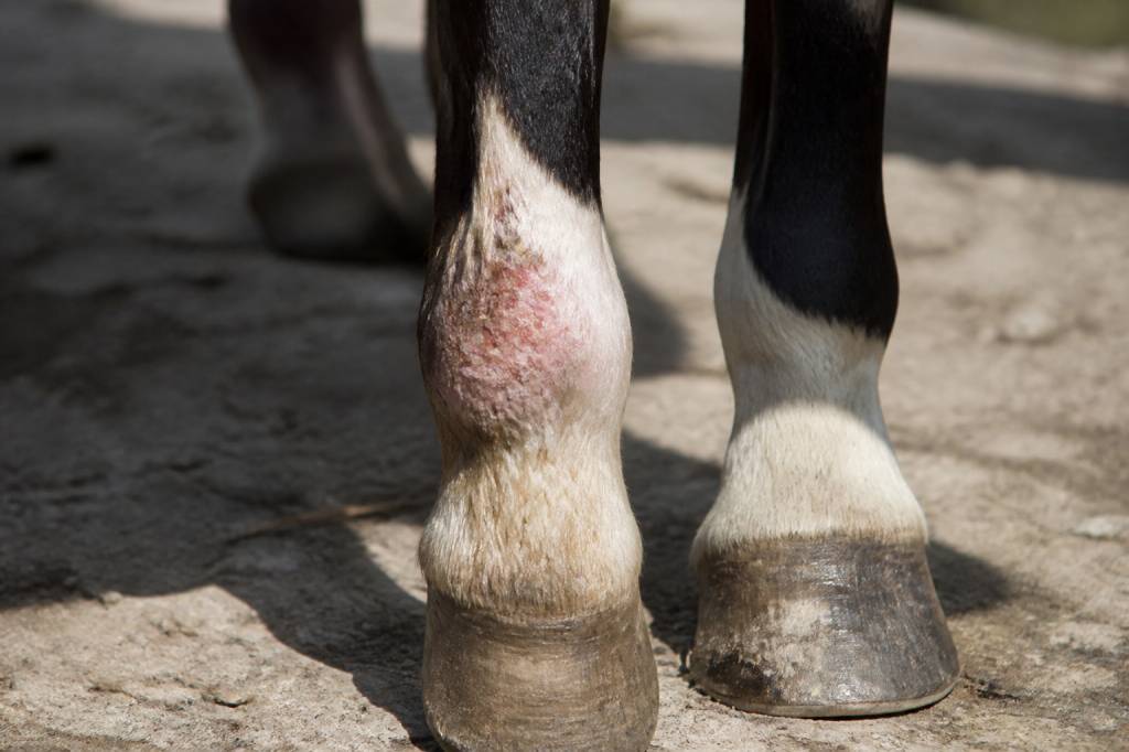 Éparvin chez le cheval : symptômes, causes et traitements efficaces