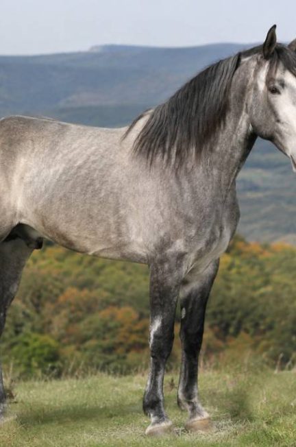 Cheval sorraia : origine, caractéristiques et conseils pour mieux le connaître