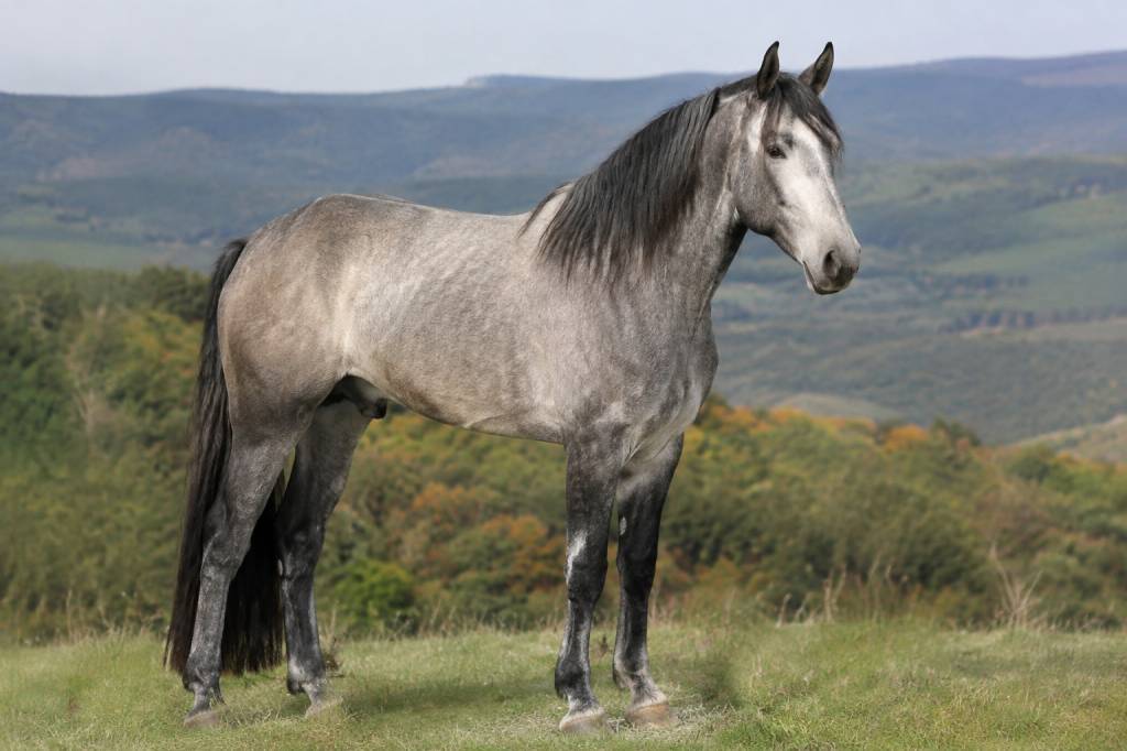 Cheval sorraia : origine, caractéristiques et conseils pour mieux le connaître
