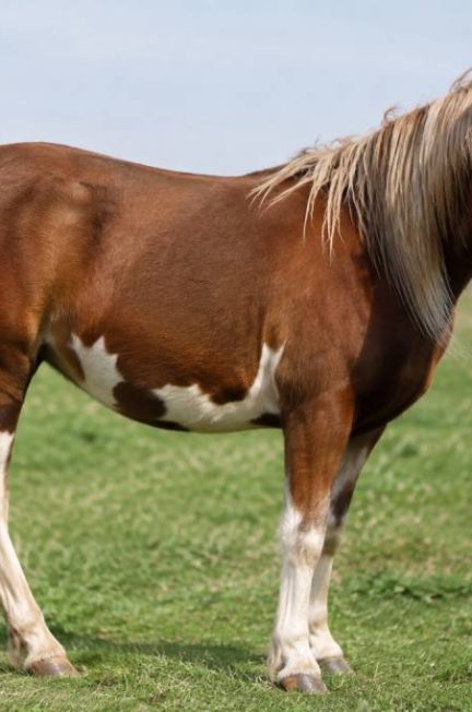 Cheval begu : caractéristiques, conseils et informations utiles