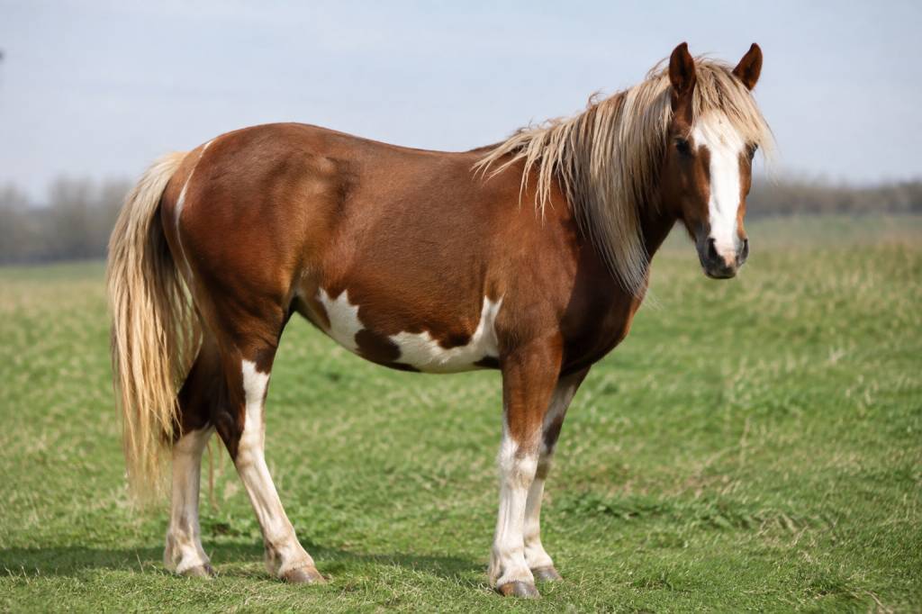 Cheval begu : caractéristiques, conseils et informations utiles
