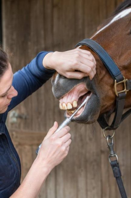 Surdents cheval : symptômes, soins et prévention dentaire