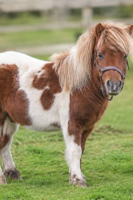 Le plus petit poney au monde : taille, race et caractéristiques habituelles