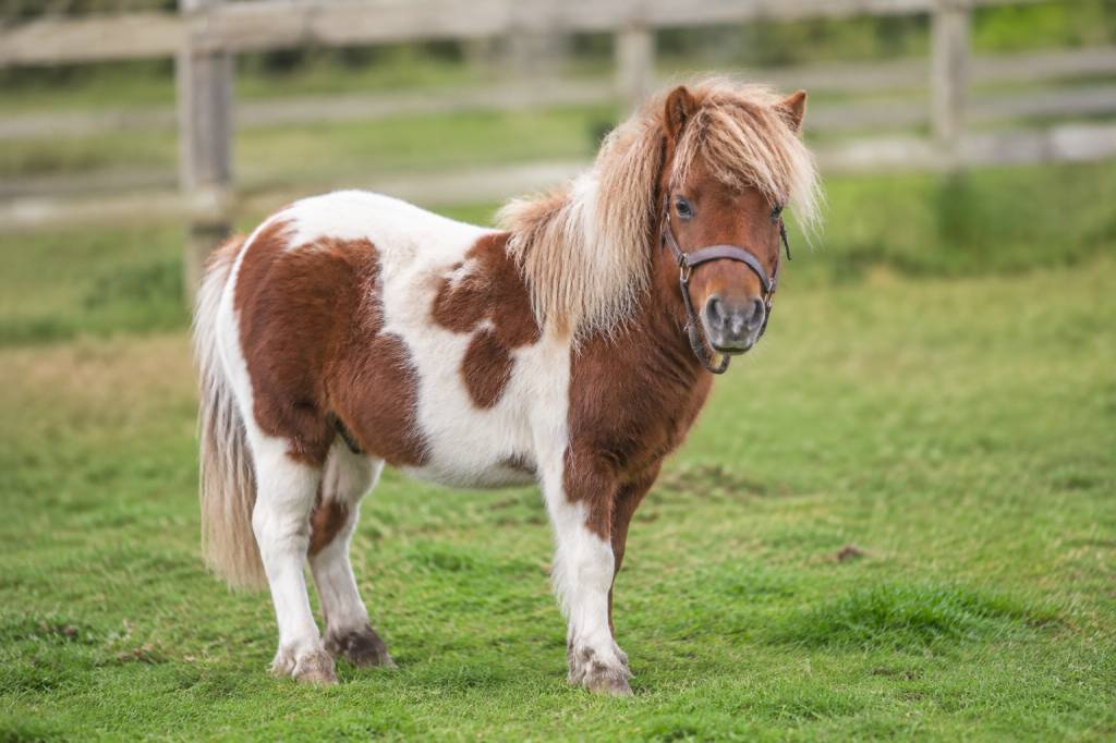 Le plus petit poney au monde : taille, race et caractéristiques habituelles