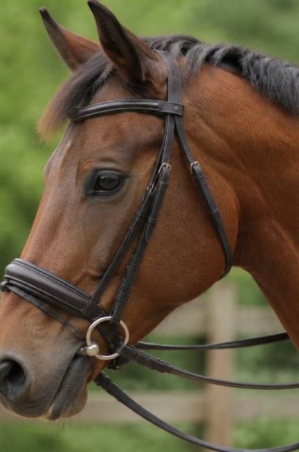 Capelet cheval : comment choisir le modèle adapté à votre monture