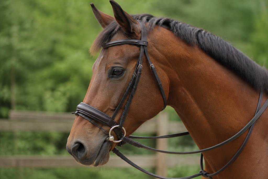 Capelet cheval : comment choisir le modèle adapté à votre monture