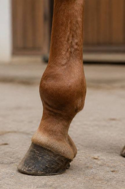Boulet cheval gonflé : causes, soins et solutions efficaces