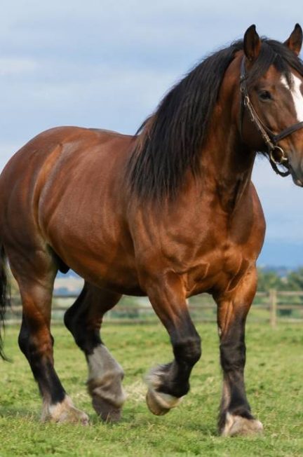 Irish Draught : caractéristiques, origines et aptitudes de ce cheval de sport