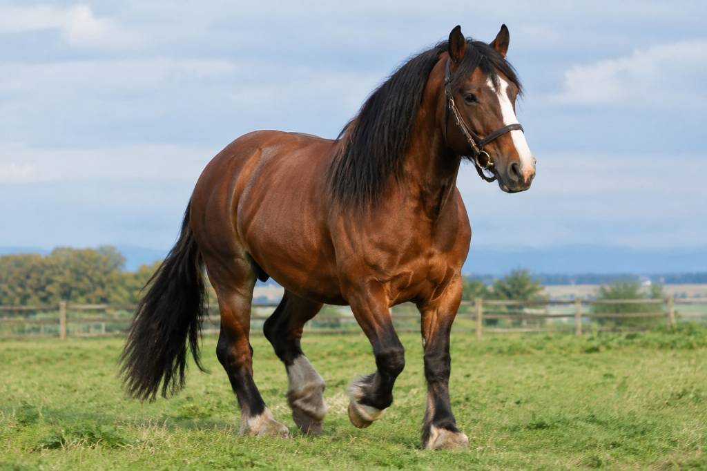 Irish Draught : caractéristiques, origines et aptitudes de ce cheval de sport