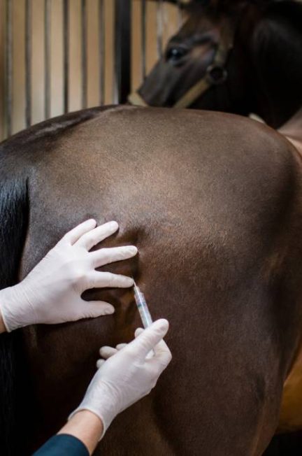 Intramusculaire cheval : techniques, précautions et conseils vétérinaires