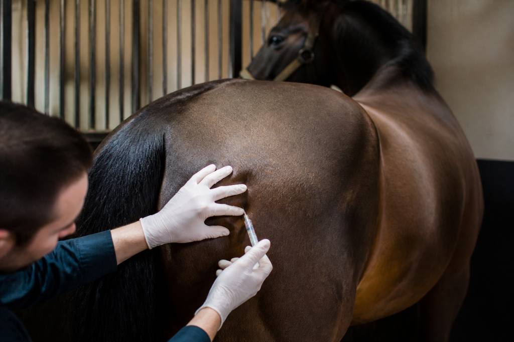 Intramusculaire cheval : techniques, précautions et conseils vétérinaires