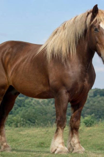 Big Jake cheval : histoire et caractéristiques du géant de la race chevaline