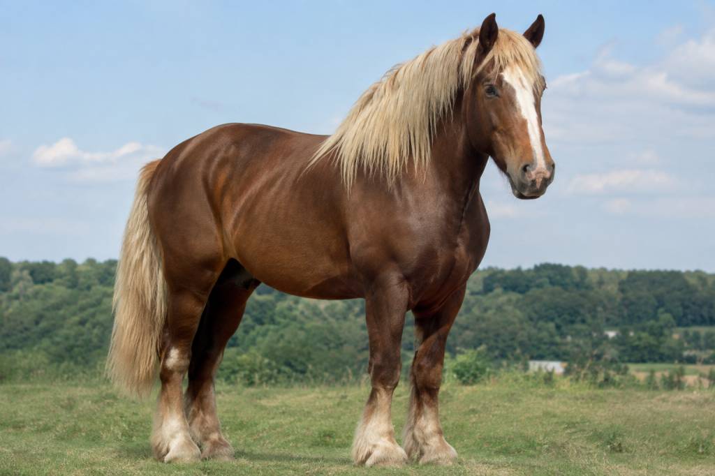 Big Jake cheval : histoire et caractéristiques du géant de la race chevaline