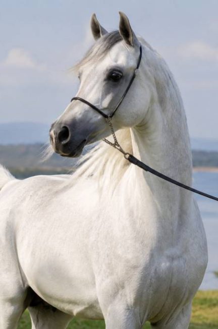 Godolphin Arabian : histoire et influence sur les races de chevaux modernes