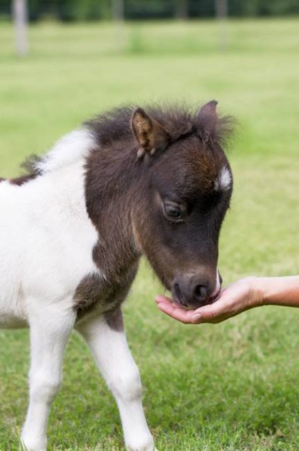 Le cheval plus petit du monde : taille, race et caractéristiques