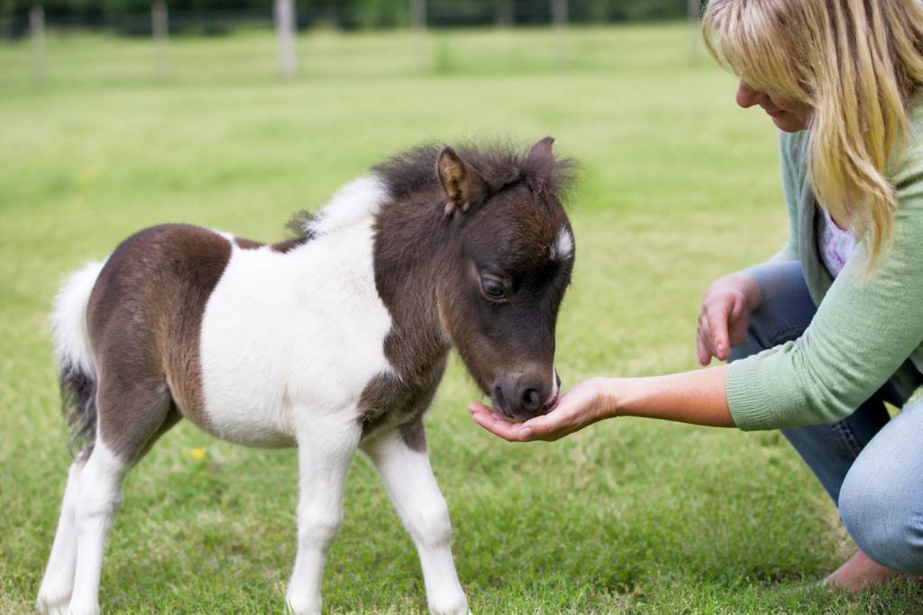 Le cheval plus petit du monde : taille, race et caractéristiques