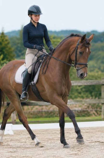 Hanche en dedans cheval : technique, aides et exercices pour réussir cet exercice de dressage