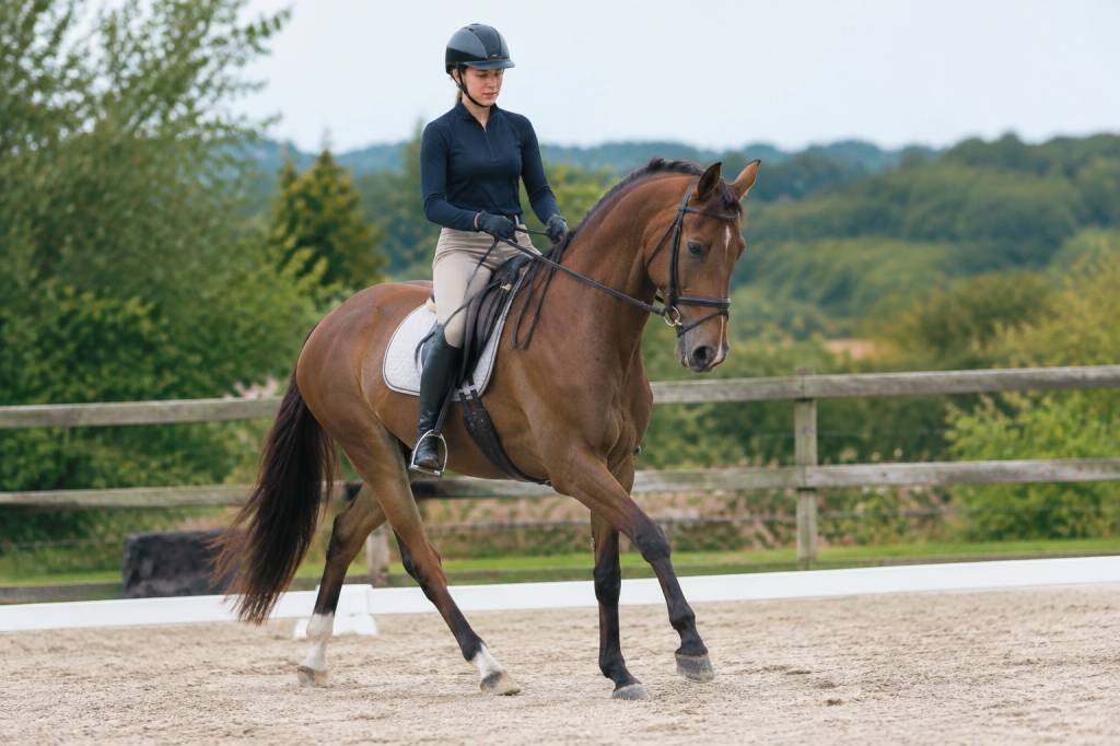 Hanche en dedans cheval : technique, aides et exercices pour réussir cet exercice de dressage