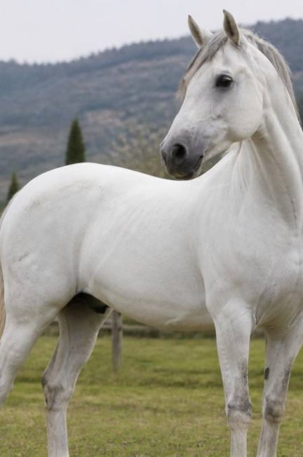 Le cheval plus petit du monde : taille, race et caractéristiques